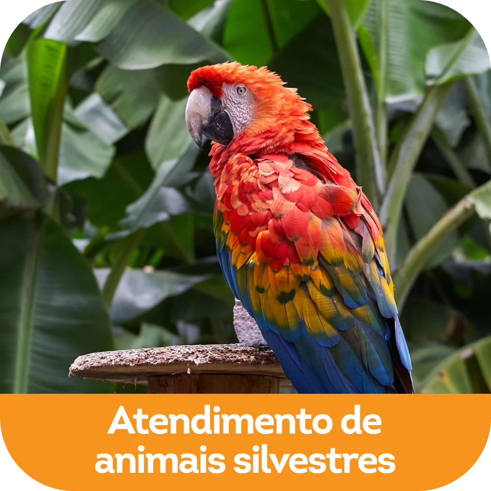 Atendimento de animais silvestres