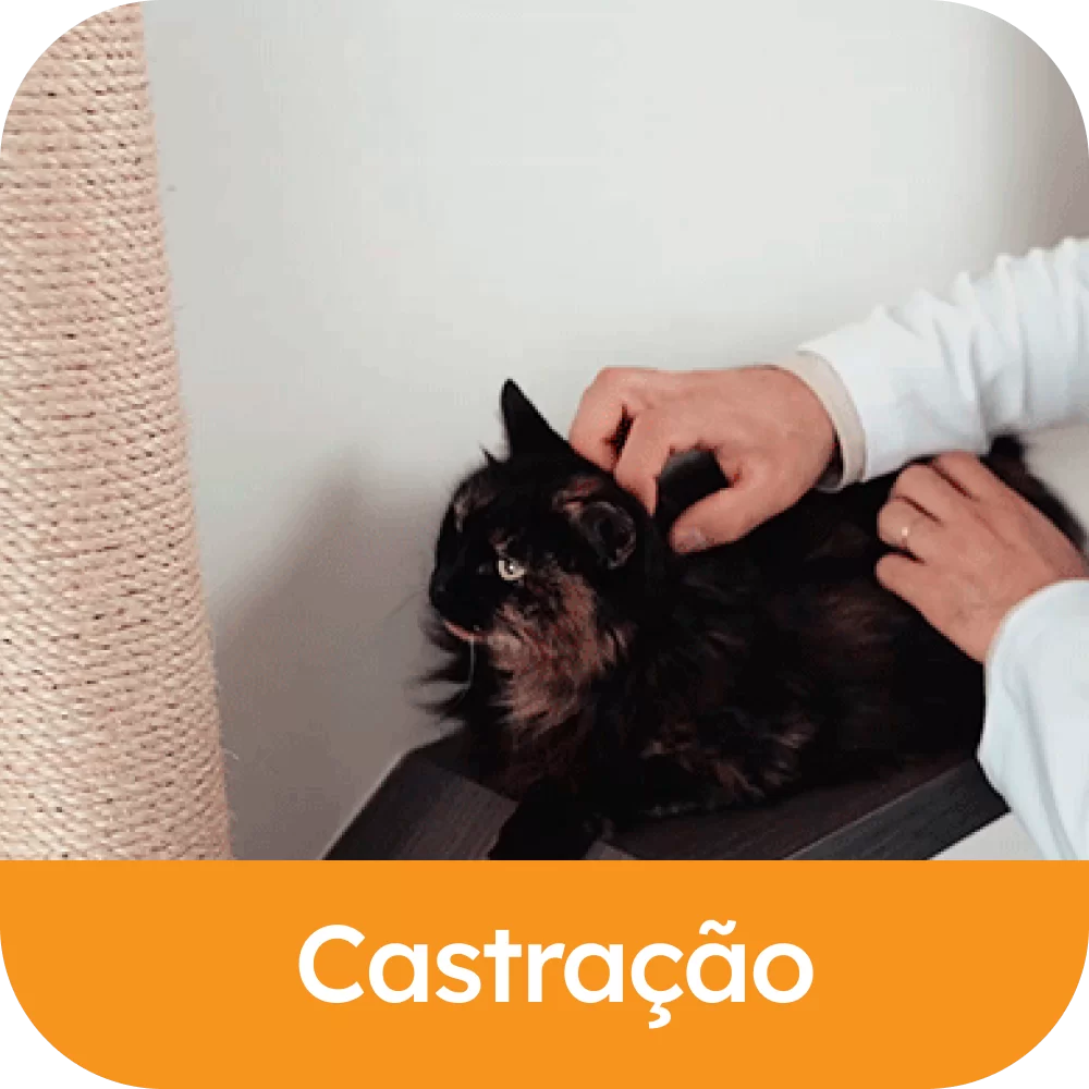 Castração