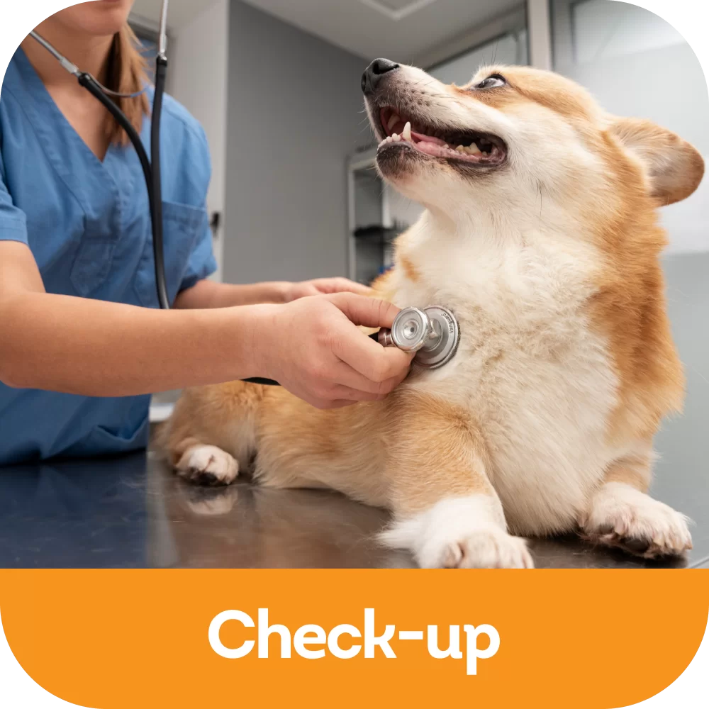 Check-up