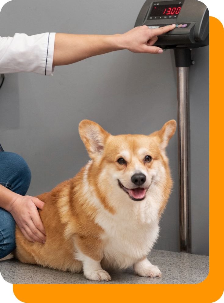 Endocrinologia Veterinária